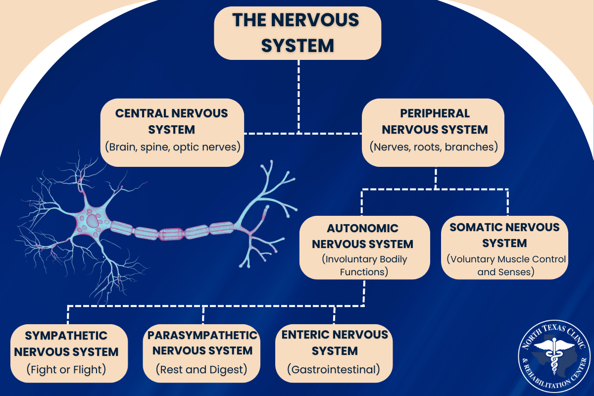 The Nervous System Chart