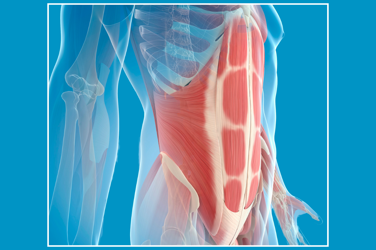 Illustration of core muscles