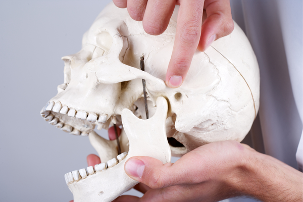 A healthcare provider pointing to the temporomandibular joint on a model of a skull